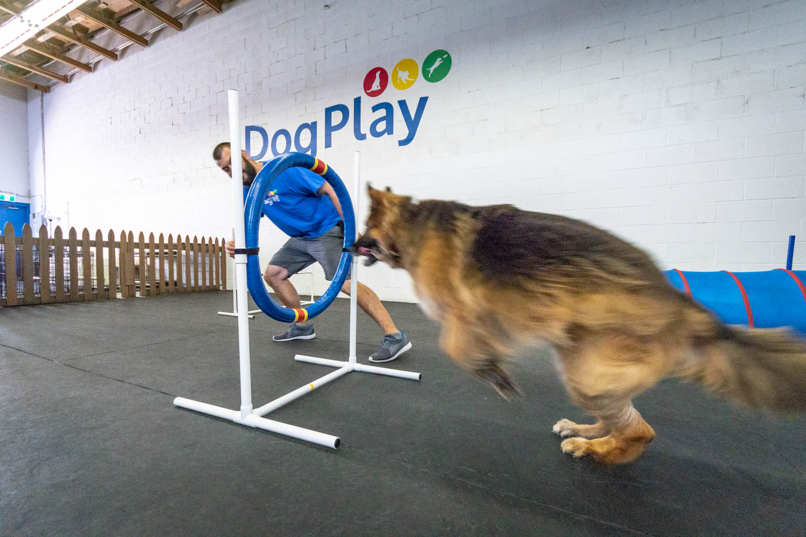 DogPlay
