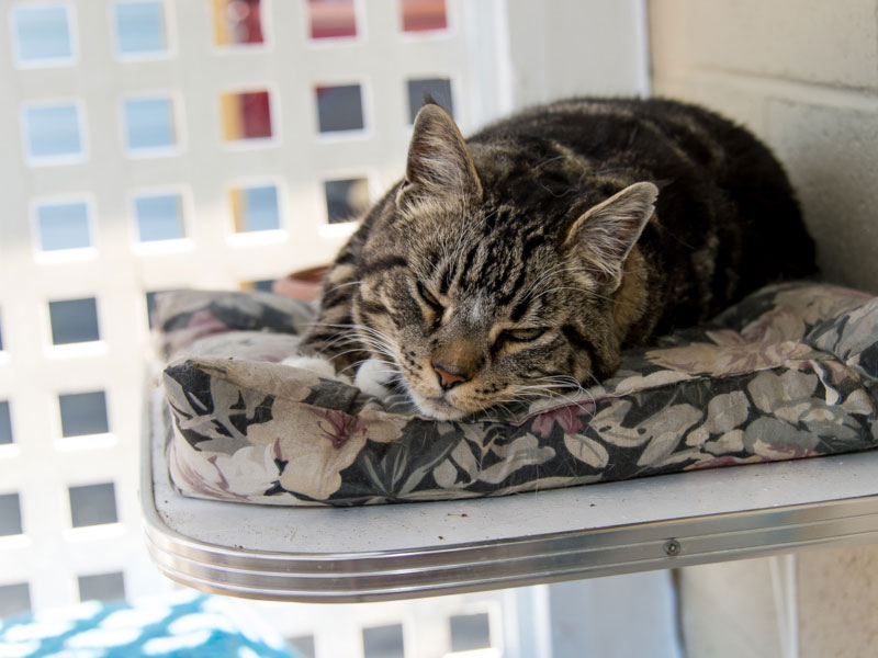 Rondivills Boarding Kennels