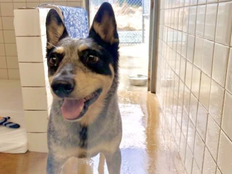 Rondivills Boarding Kennels