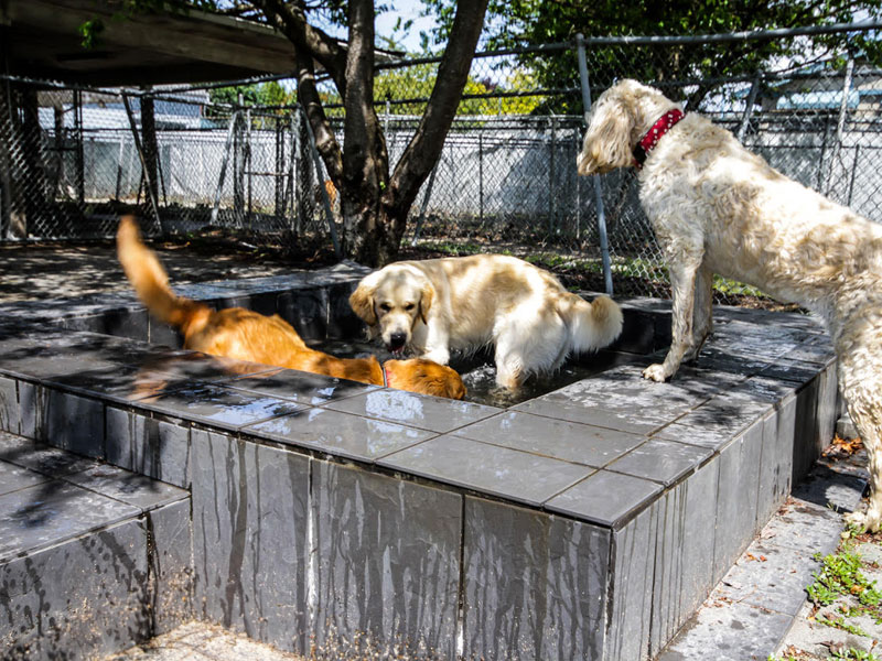 Rondivills Boarding Kennels