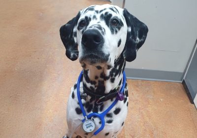 Screenshot_24-12-2025_91053_www.kingswayvet.com_