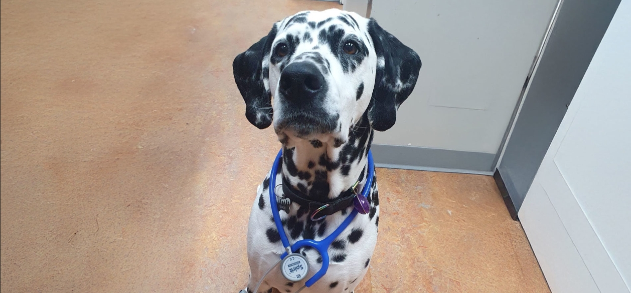 Kingsway Veterinary Clinic