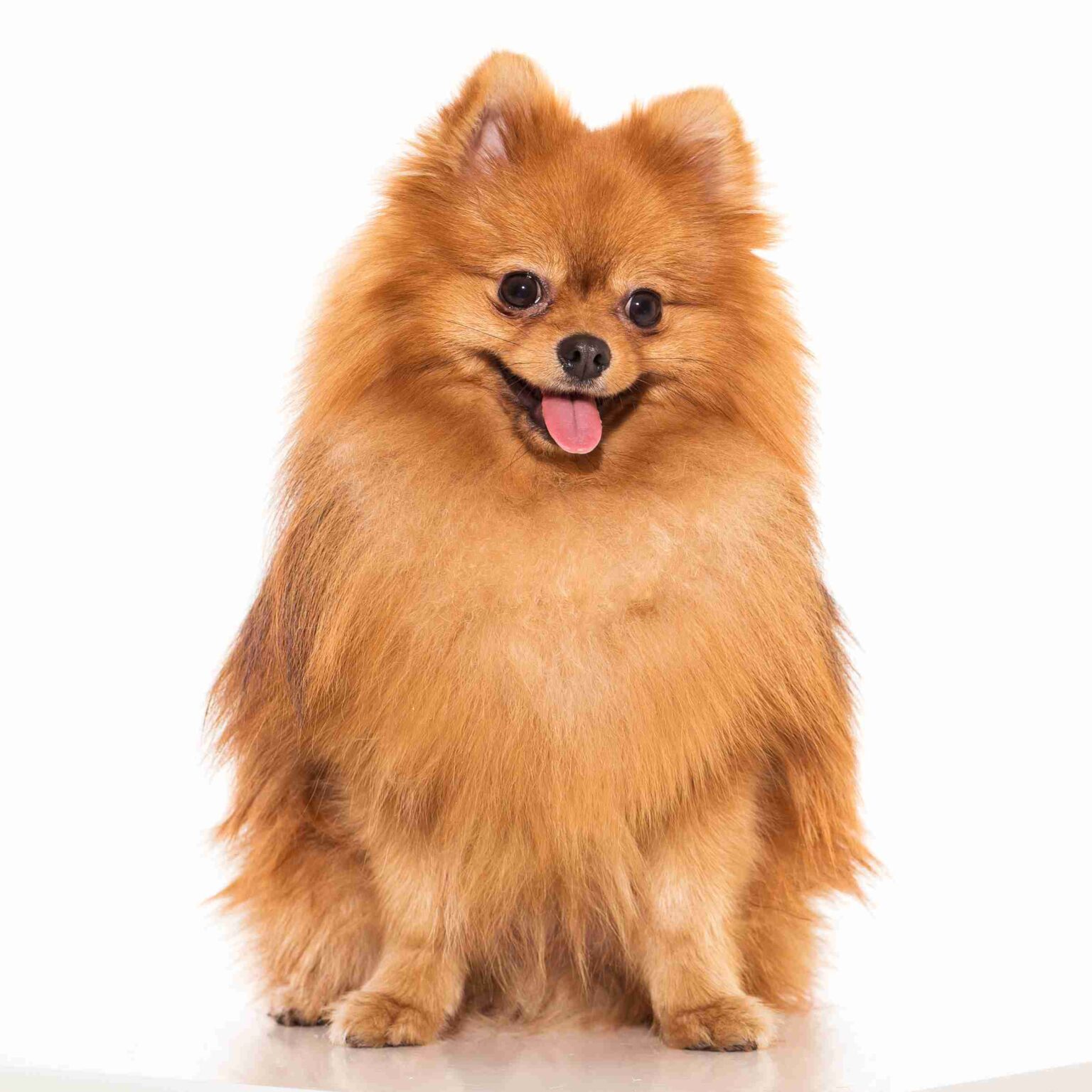 Tynehead Animal Hospital