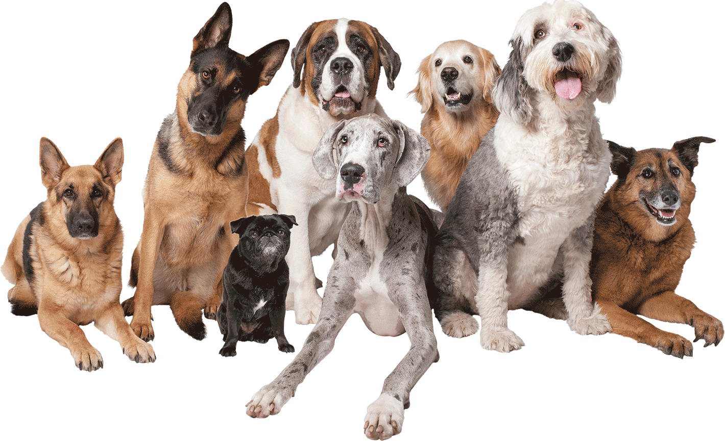 Woof! Dog Shoppe, Dog Grooming, West 1st Ave, Kitsilano Vancouver