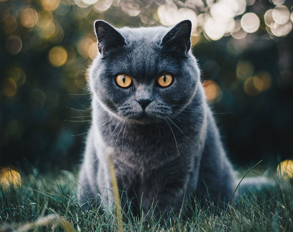 Trinity Hills 24 Hour Pet Hospital