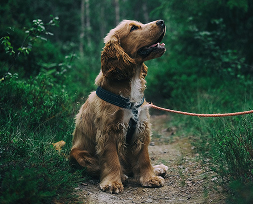 Trinity Hills 24 Hour Pet Hospital