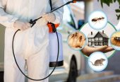 Pest Control Services Calgary