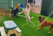 PARTY DAWGZ (Active Daycare+Boarding & Grooming)