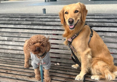 dog-walking2-1