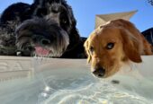 Rex Dog Hotel + Spa