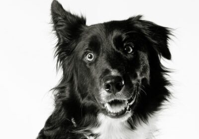 Bark-min-min