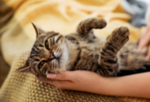 Seasons Veterinary Clinic