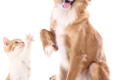 petsvilleservicespets