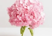 Compassion Flowers