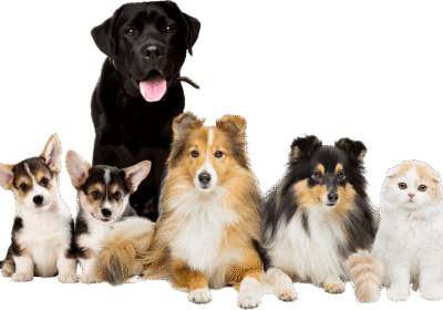Group-of-Dogs-Isolated-Photo-DogHaus