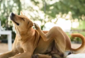 Northgate Animal Hospital