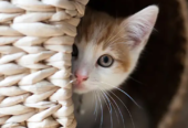 Northgate Animal Hospital