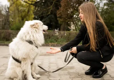 Puppy-trainer-in-Hamilton