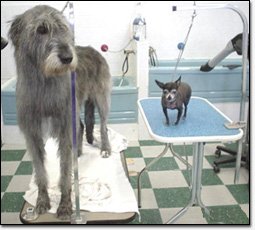 wolfhound