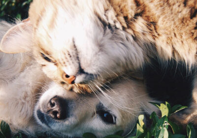 animal-care-dogs-and-cats