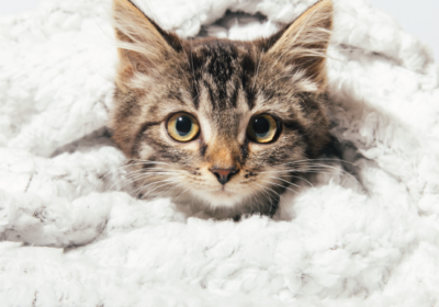 chat-1019×1024-1