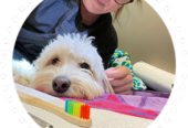Dashing Dogs Dental