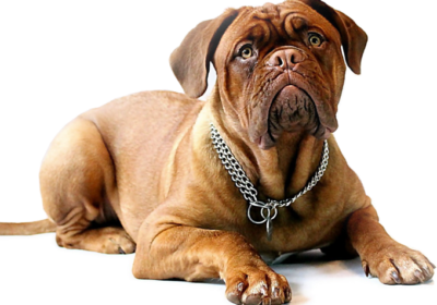 welcome-dog